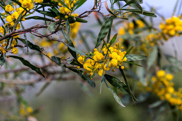 Mimosa flowers and branches (Acacia pycnantha) growing in a park