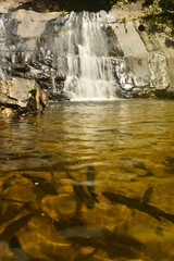 แหวกว่ายใต้ธารา