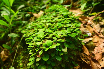 ยึดเกาะและปกคลุม