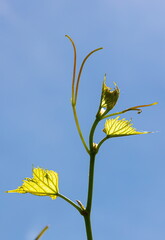 vine on a background of sky in the garden on a summer day