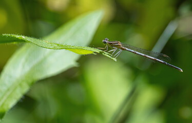 dragonfly on a green background. summer sunny day. close up