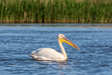 Closeup shot of a white heron on a lake