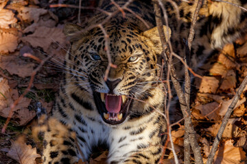 Far Eastern leopard in the autumn forest. Close-up. The leopard grins and looks at the camera. The muzzle of a predatory cat.