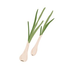 Fresh scallions with spring onion bulbs. Green feathers of sibies. Raw vegetable composition. Flat vector illustration of natural organic food isolated on white background