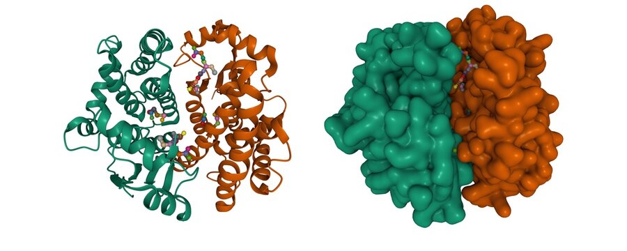 Crystal structure of human glutathione transferase (GST) A1-1 in complex with glutathione, 3D cartoon and Gaussian surface models, chain id color scheme, based on PDB 1pkw, white background