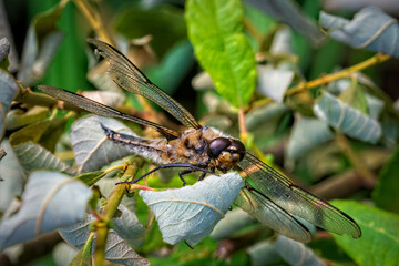 close up of a dragonfly