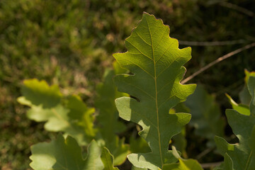 Green leaves of large-leaved oak. Close Up