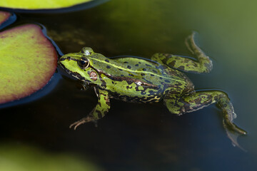 Green frog in the water resting next to a water lily leaf seen obliquely from above