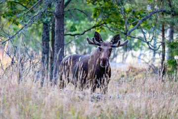 Obraz na płótnie Canvas elk in the forest