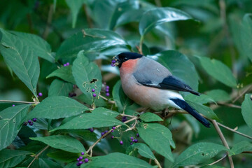 アカウソ！
渡り途中の中継地で体型が変わるほど好物の実（ムラサキシキブ）を頬張っていました。