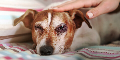 girl hand with manicure pets puppy lying on blanket closeup