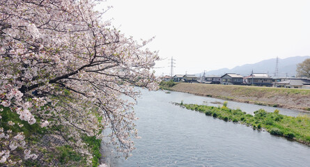 Cherry blossom tree blooming by a river in spring in Country area of ​​Japan.