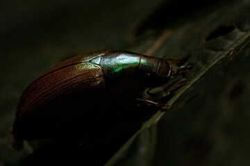 Closeup image of a Tansy beetle brown bug with green marks on a plant