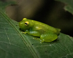 Closeup image of a slippery green frog with black eyes looking left and sitting on a green plant
