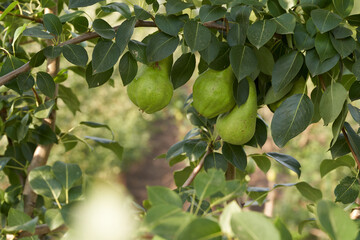 Pear fruit hanging on a tree