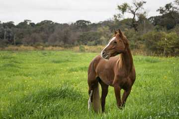 Obraz premium Beautiful brown horse on a meadow