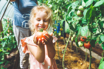 Five year old girl picking ripe red organic tomatoes in greenhouse with her unrecognizable...