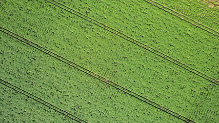 Aerial view geometric potato farming fields, showing a green meadow and plowed fields, captured with a drone. High quality photo