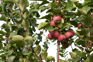 Red apples on tree among green leaves