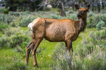 Naklejka na ściany i meble Cow elk standing in bush