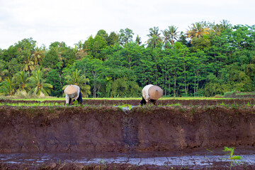 Farmers are lined up planting rice seeds