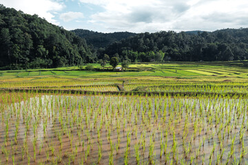 Rice fields at the beginning of cultivation
