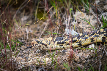  bullsnake (Pituophis catenifer sayi ) in Yellowstone National park