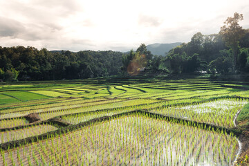 Rice fields at the beginning of cultivation