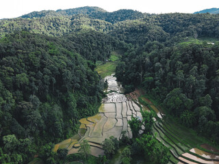 Rice fields at the beginning of cultivation
