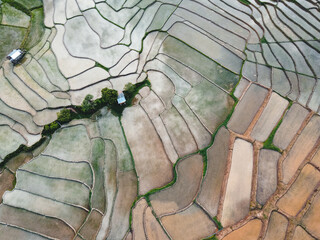 Rice fields at the beginning of cultivation