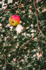 A beautiful ripe apple.