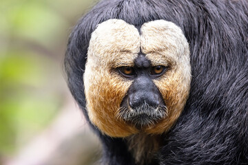 Closeup of an adult male white-faced saki. Indigenous to the Amazon rainforest and South America. Foliage background with space for text.