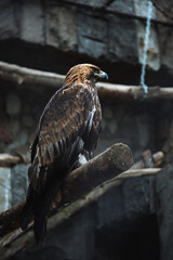 black tailed eagle