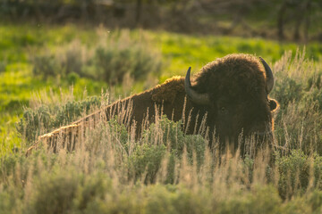 Bison in Grasslands, backlight  portrait