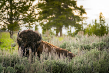 Bison in Grasslands, backlight  portrait
