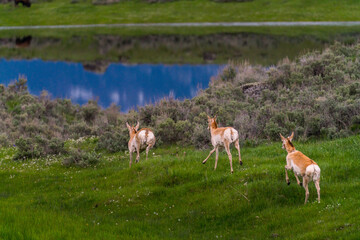 Pronghorn in Lamar Valley Yellowstone