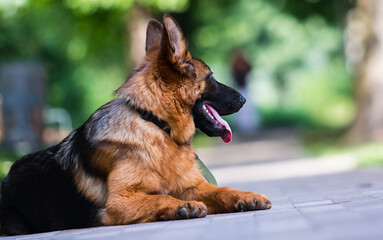 dog in summer, german shepherd