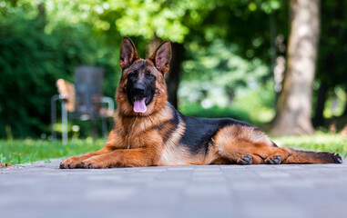 dog lying in summer, german shepherd