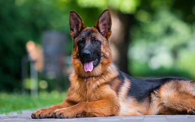 dog lies in the park in summer, german shepherd