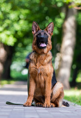 dog on a leash for a walk, german shepherd