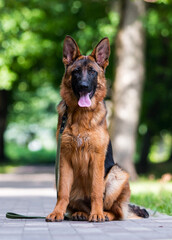 dog on a leash in the park, german shepherd
