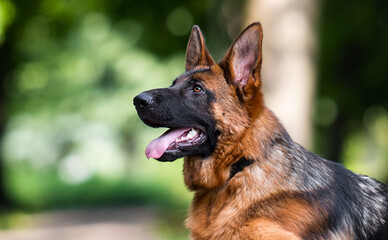 muzzle dog in summer, german shepherd - obrazy, fototapety, plakaty