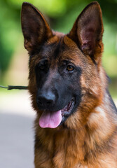 face dog breed German shepherd