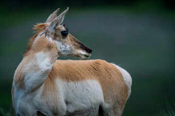 A pronghorn antelope