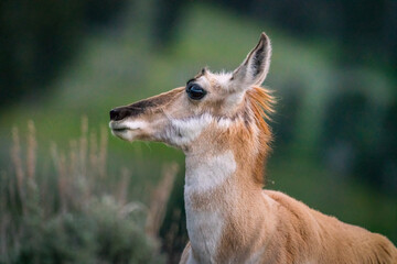 A pronghorn antelope