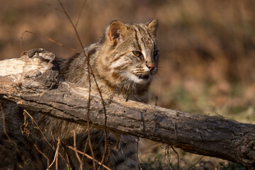 Naklejka na ściany i meble A Far Eastern forest cat sits behind a fallen tree in an autumn forest. Wild forest cat.