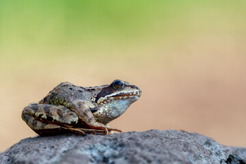 Common frog (Rana temporaria), also known as the European common frog on a stone in the mountains. Isolated on a flowing golden green background, photographed up close