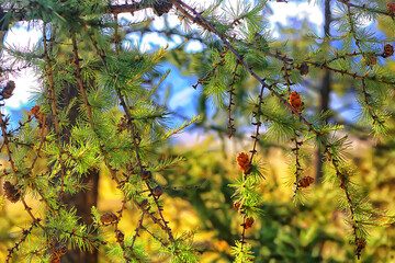 summer landscape in forest background panorama nature summer season landscape trees
