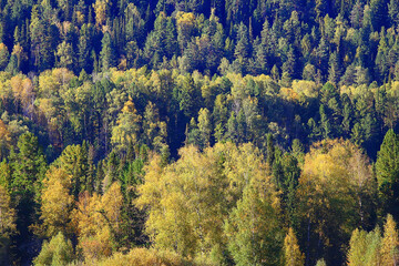 summer landscape in forest background panorama nature summer season landscape trees