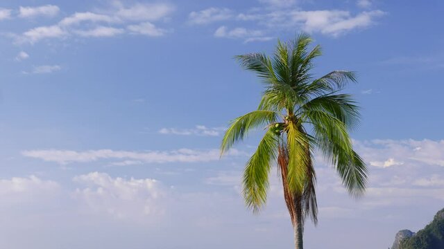 Idyllic picture of tropical nature, large coconut palm crown against blue sky with light white clouds. Green branches slightly move on warm breeze. Postcard like abstract scenery, shoot at Thailand